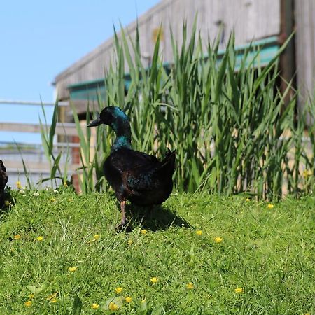 Knapp Farm Glamping Lodge 1 Corscombe ภายนอก รูปภาพ