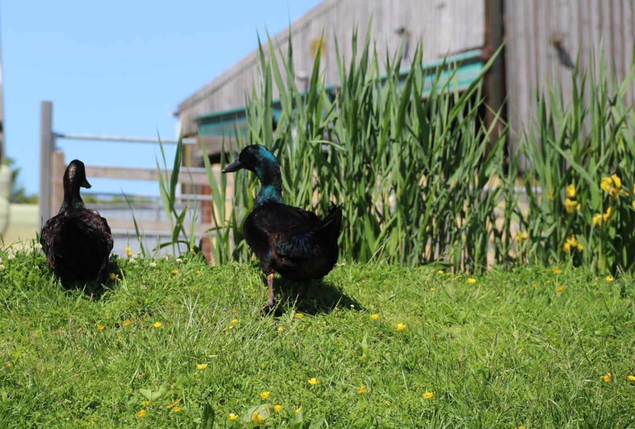 Knapp Farm Glamping Lodge 1 Corscombe ภายนอก รูปภาพ